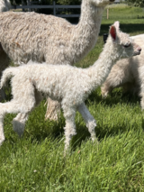 alpaca for sale