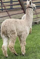 alpaca for sale