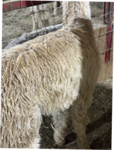 alpaca for sale