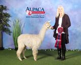 alpaca for sale