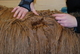 alpaca for sale