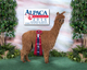 alpaca for sale