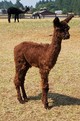 alpaca for sale