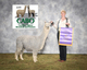 alpaca for sale