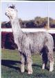 alpaca for sale