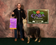 alpaca for sale