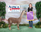 alpaca for sale