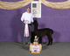 alpaca for sale