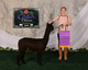 alpaca for sale