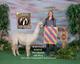 alpaca for sale