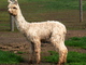 alpaca for sale