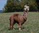 alpaca for sale