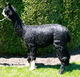 alpaca for sale