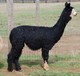 alpaca for sale