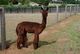alpaca for sale