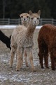 alpaca for sale