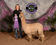 alpaca for sale