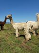 alpaca for sale