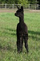 alpaca for sale