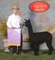 alpaca for sale