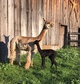 alpaca for sale