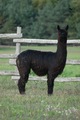 alpaca for sale