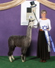 alpaca for sale