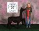 alpaca for sale