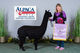 alpaca for sale