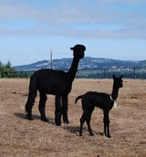 alpaca for sale