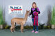 alpaca for sale