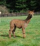 alpaca for sale