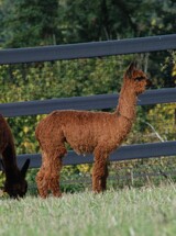 alpaca for sale