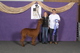 alpaca for sale