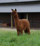 alpaca for sale