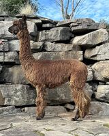 alpaca for sale