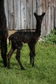 alpaca for sale