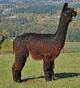 alpaca for sale