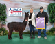 alpaca for sale