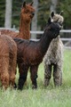 alpaca for sale