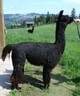 alpaca for sale