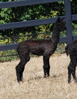alpaca for sale