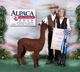 alpaca for sale