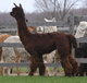 alpaca for sale