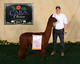 alpaca for sale