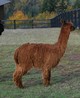 alpaca for sale