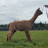 alpaca for sale