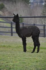 alpaca for sale