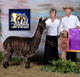 alpaca for sale