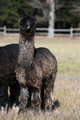 alpaca for sale